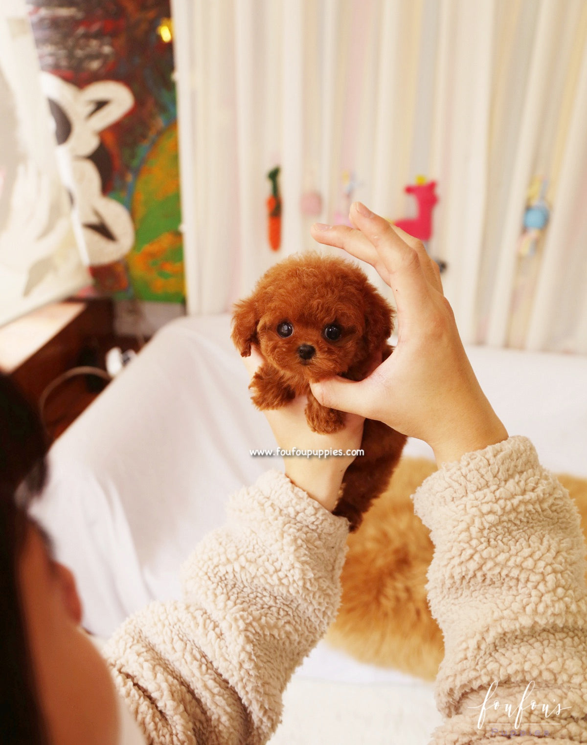Ginger - Poodle F.