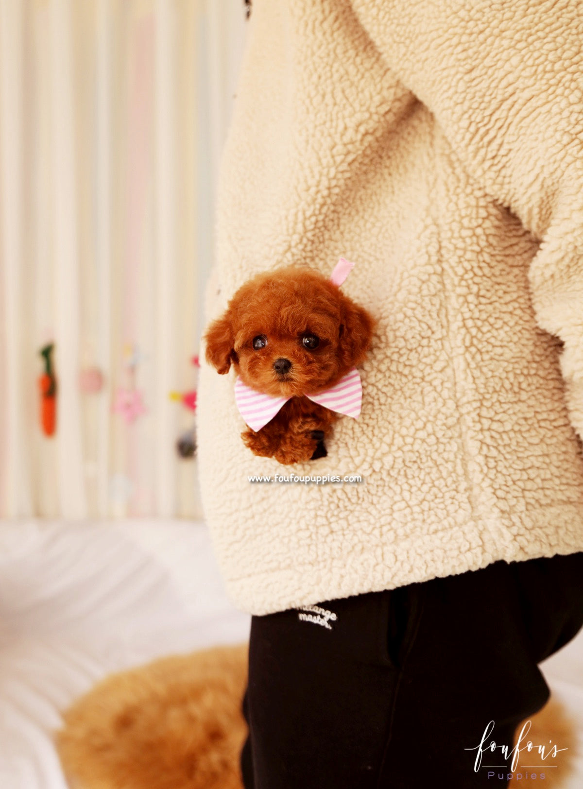 Ginger - Poodle F.