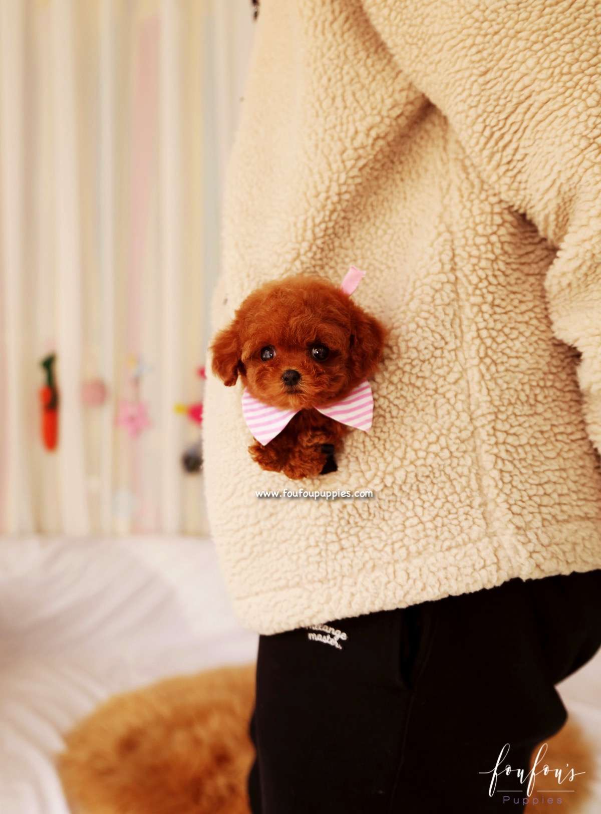 Ginger - Poodle F.