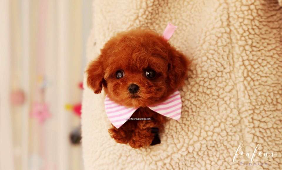 Ginger - Poodle F.