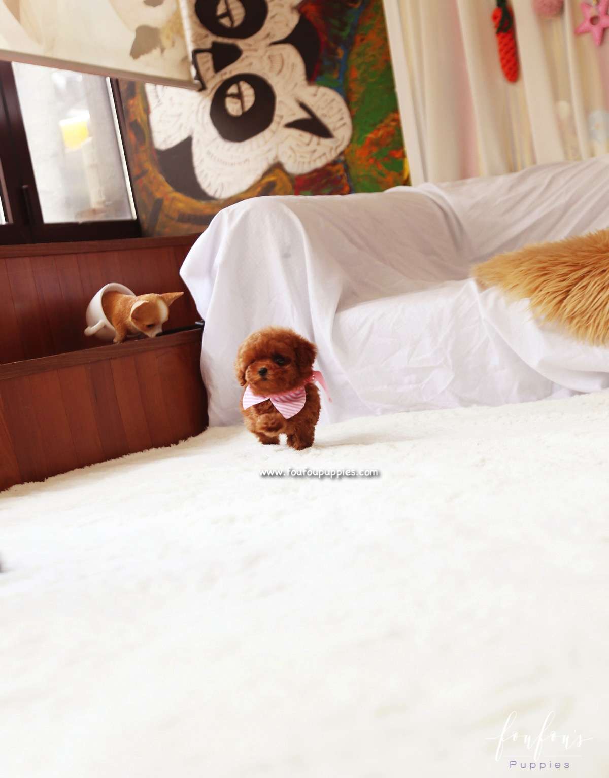 Ginger - Poodle F.