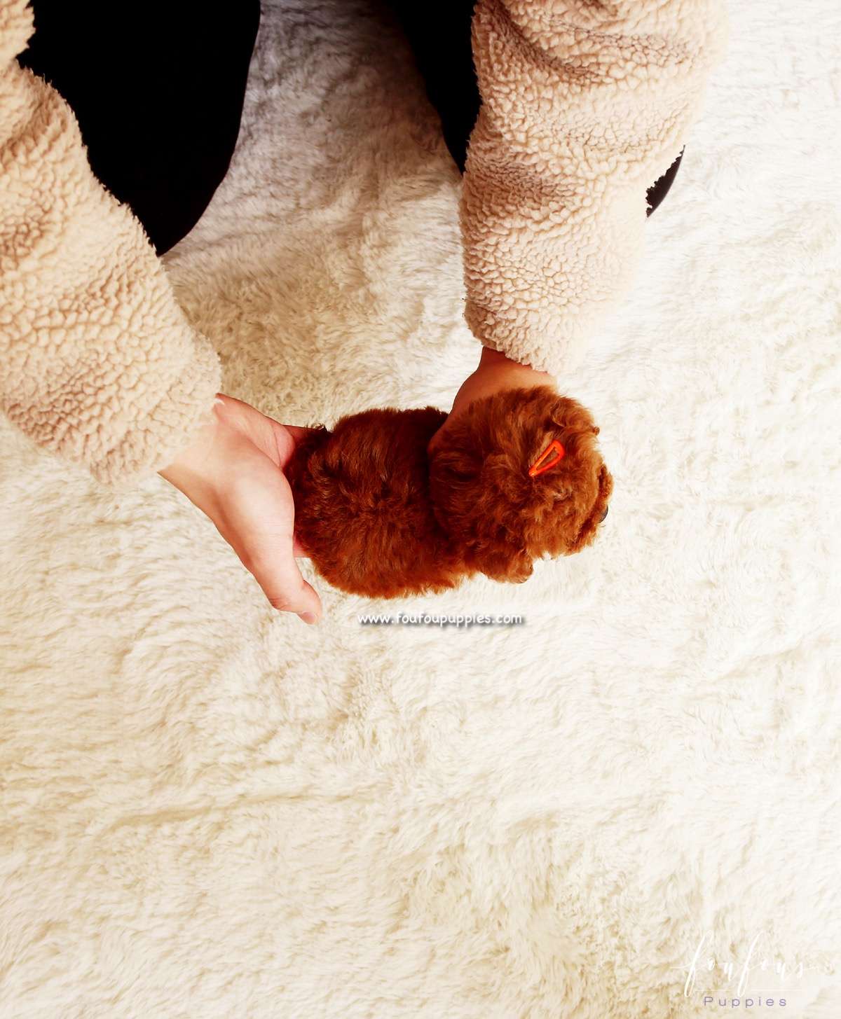 Ginger - Poodle F.