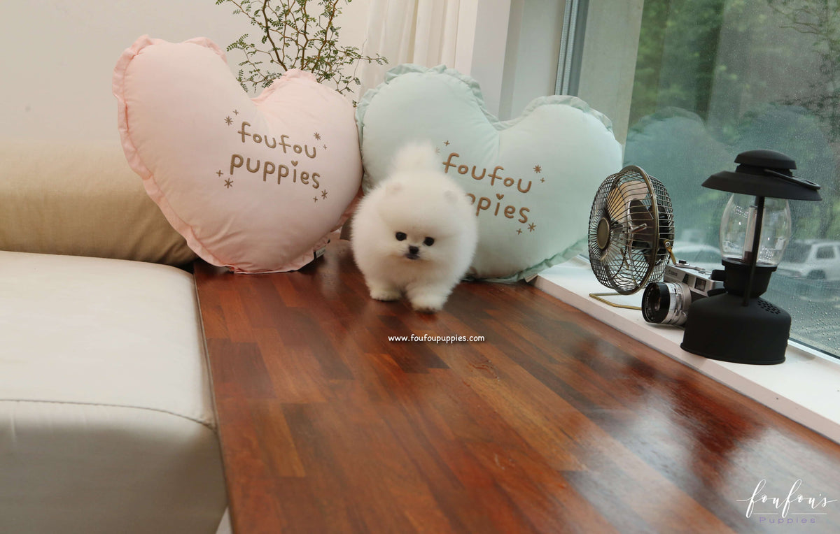 Champ - Pomeranian M.