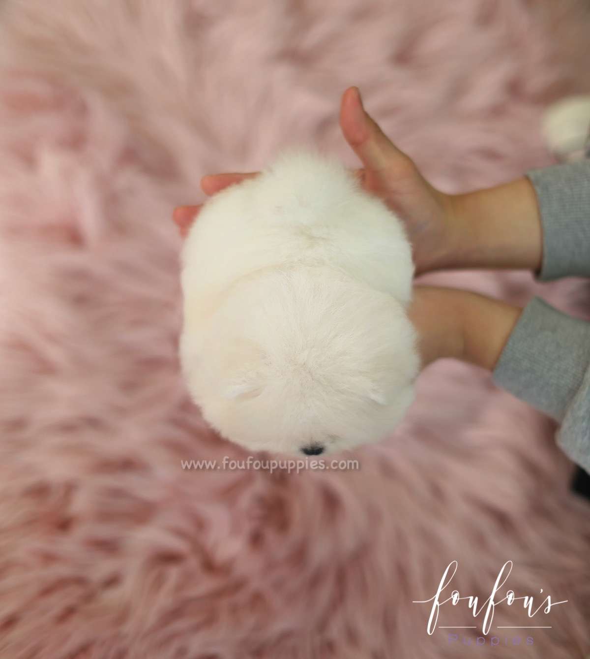 Champ - Pomeranian M.