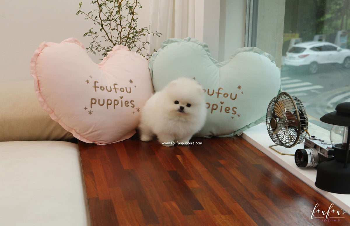 Champ - Pomeranian M.