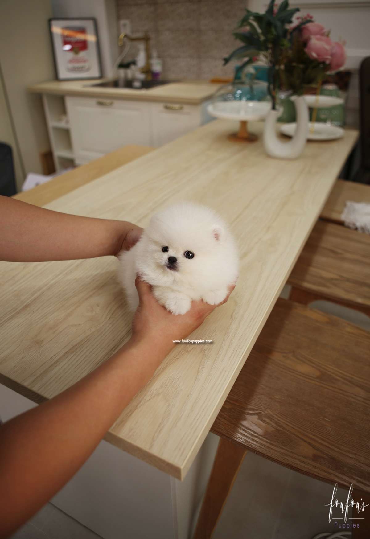 Champ - Pomeranian M.