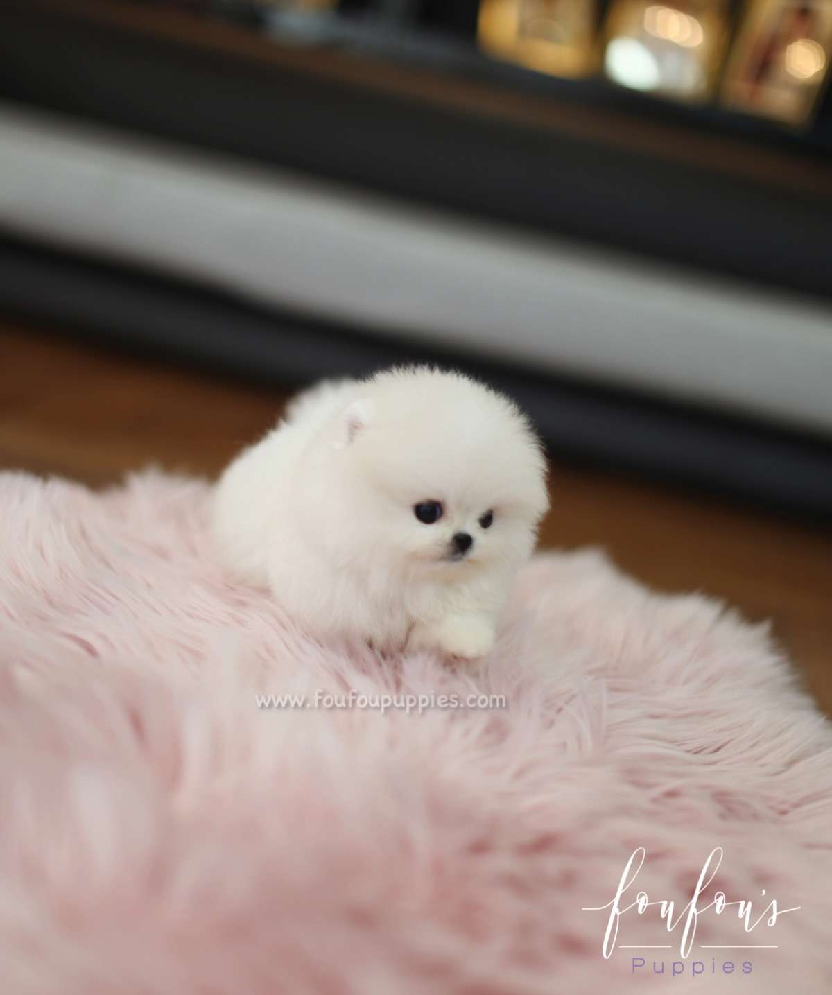 Champ - Pomeranian M.
