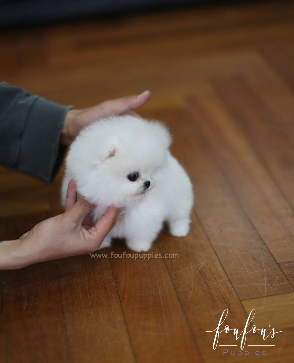 Champ - Pomeranian M.