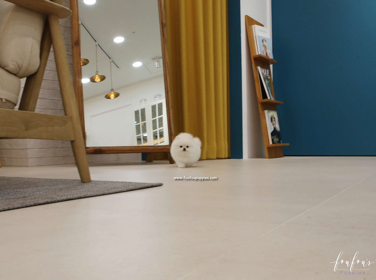 Champ - Pomeranian M.
