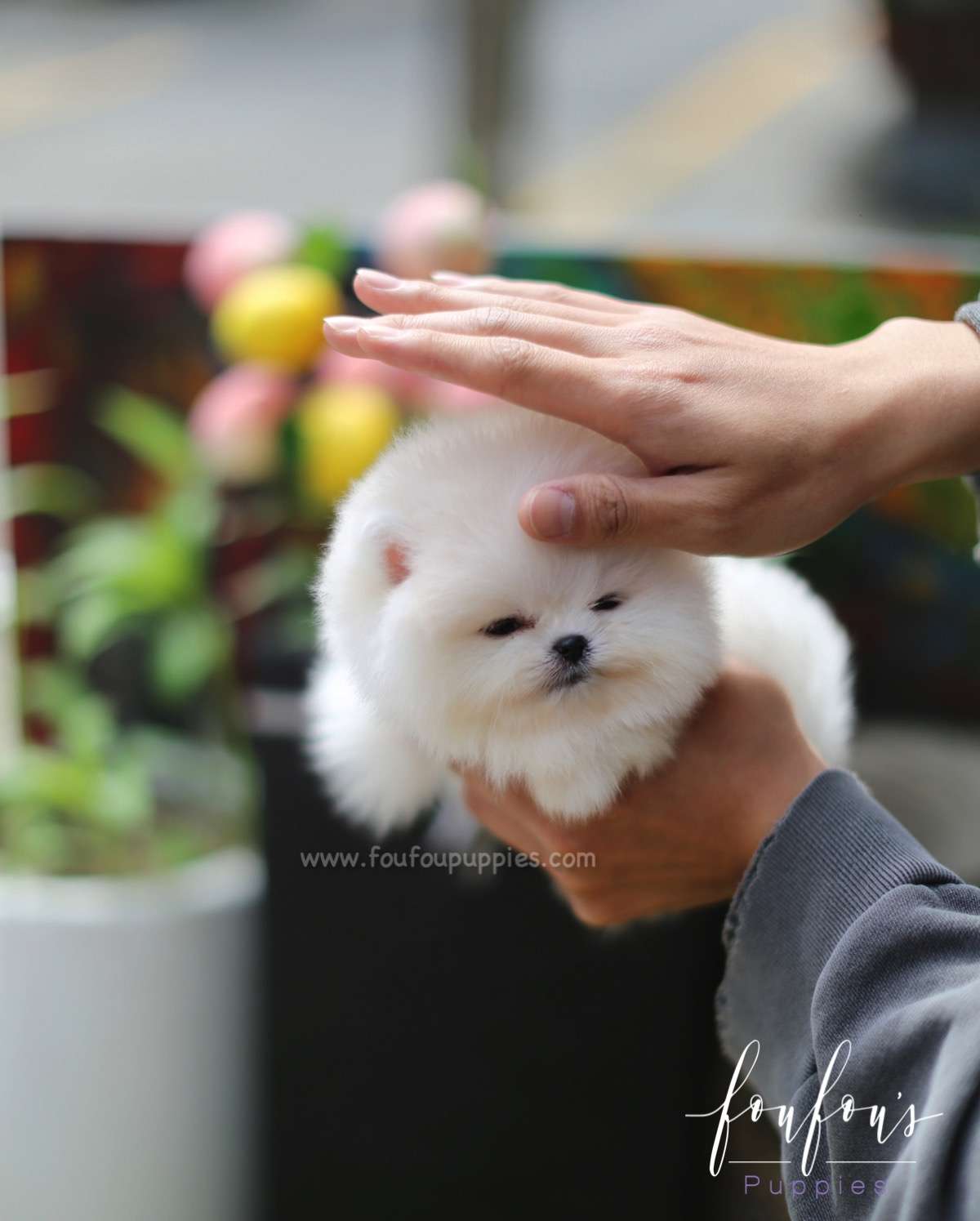 Champ - Pomeranian M.