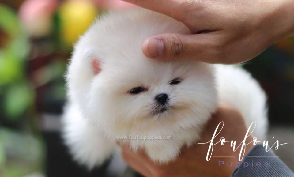 Champ - Pomeranian M.