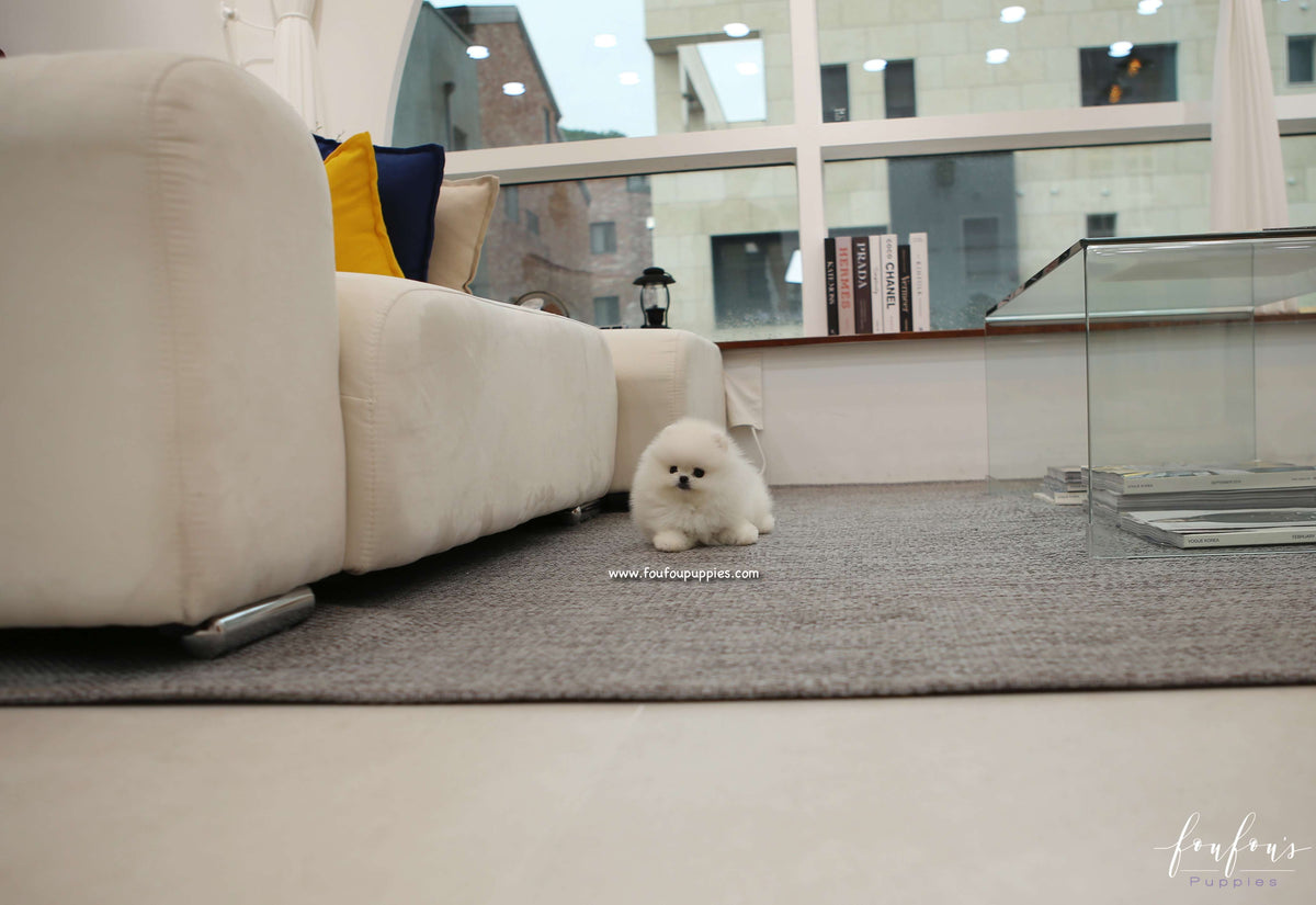 Champ - Pomeranian M.