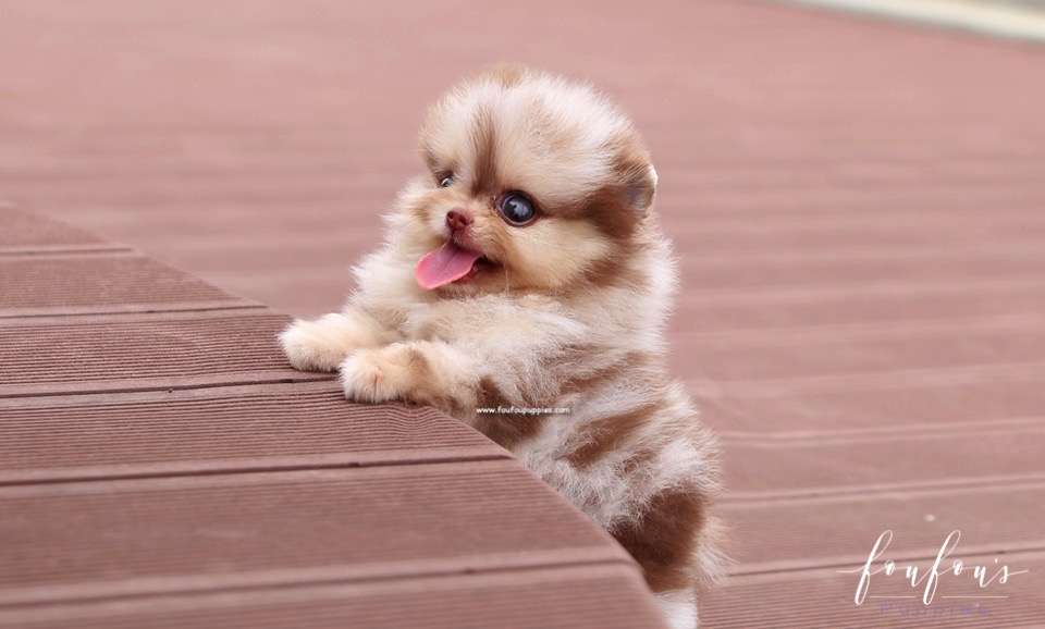 Chance - Pomeranian M.