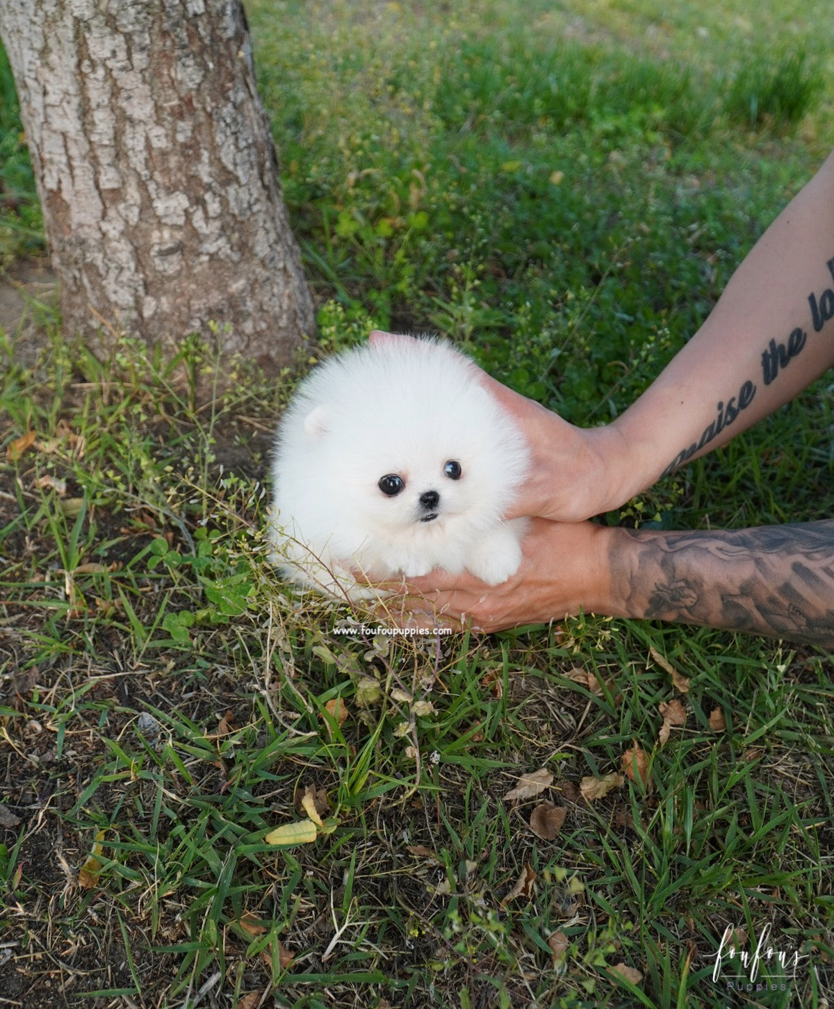 Chanel - Pomeranian F.