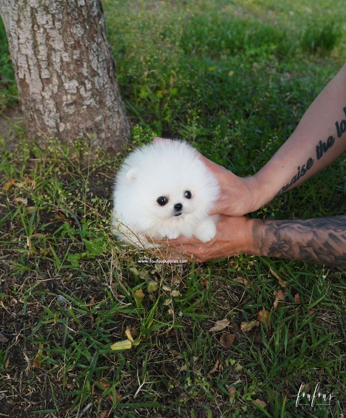 Chanel - Pomeranian F.