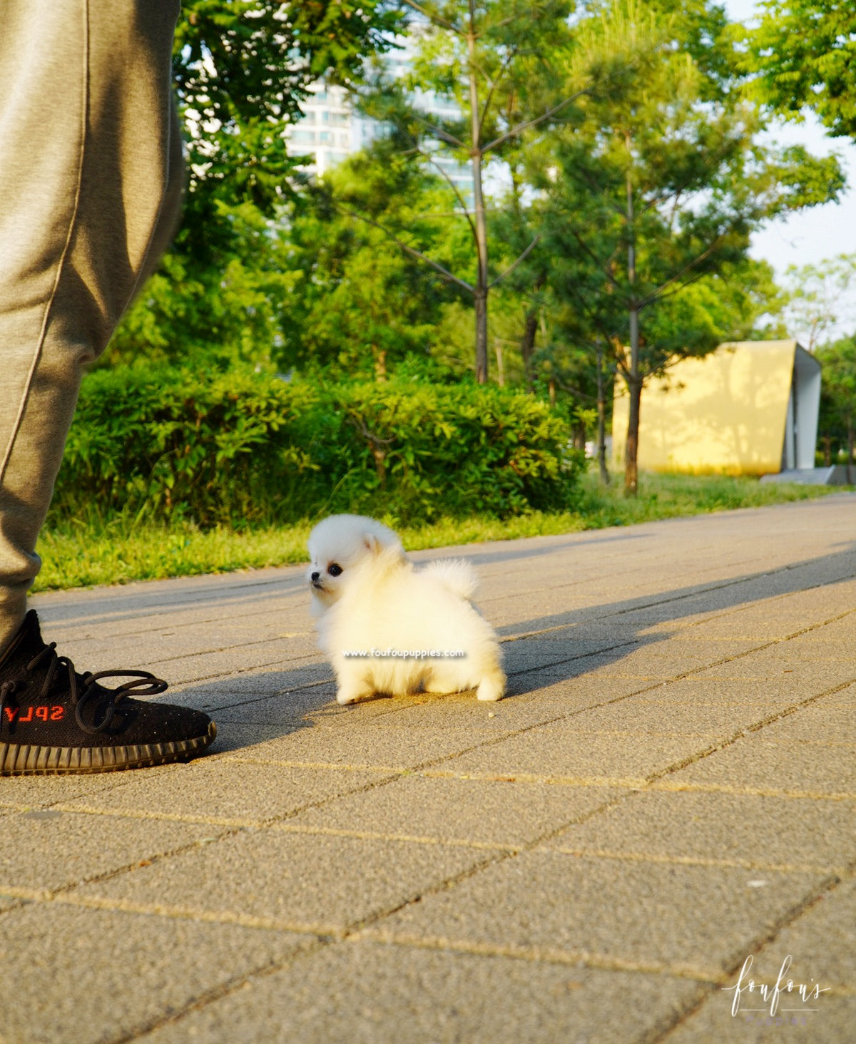 Chanel - Pomeranian F.
