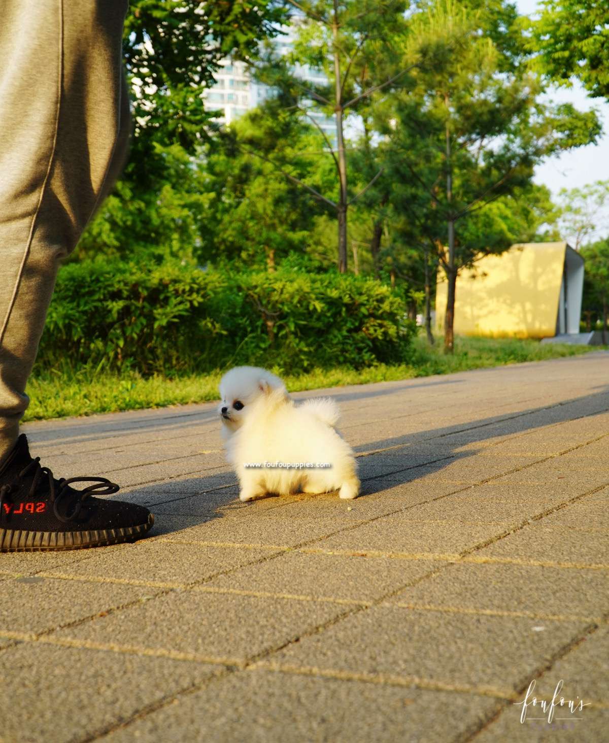 Chanel - Pomeranian F.