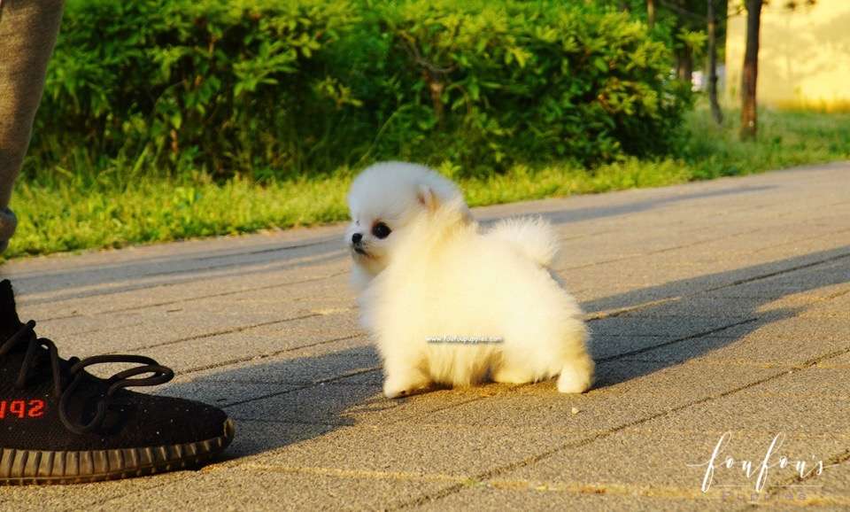Chanel - Pomeranian F.
