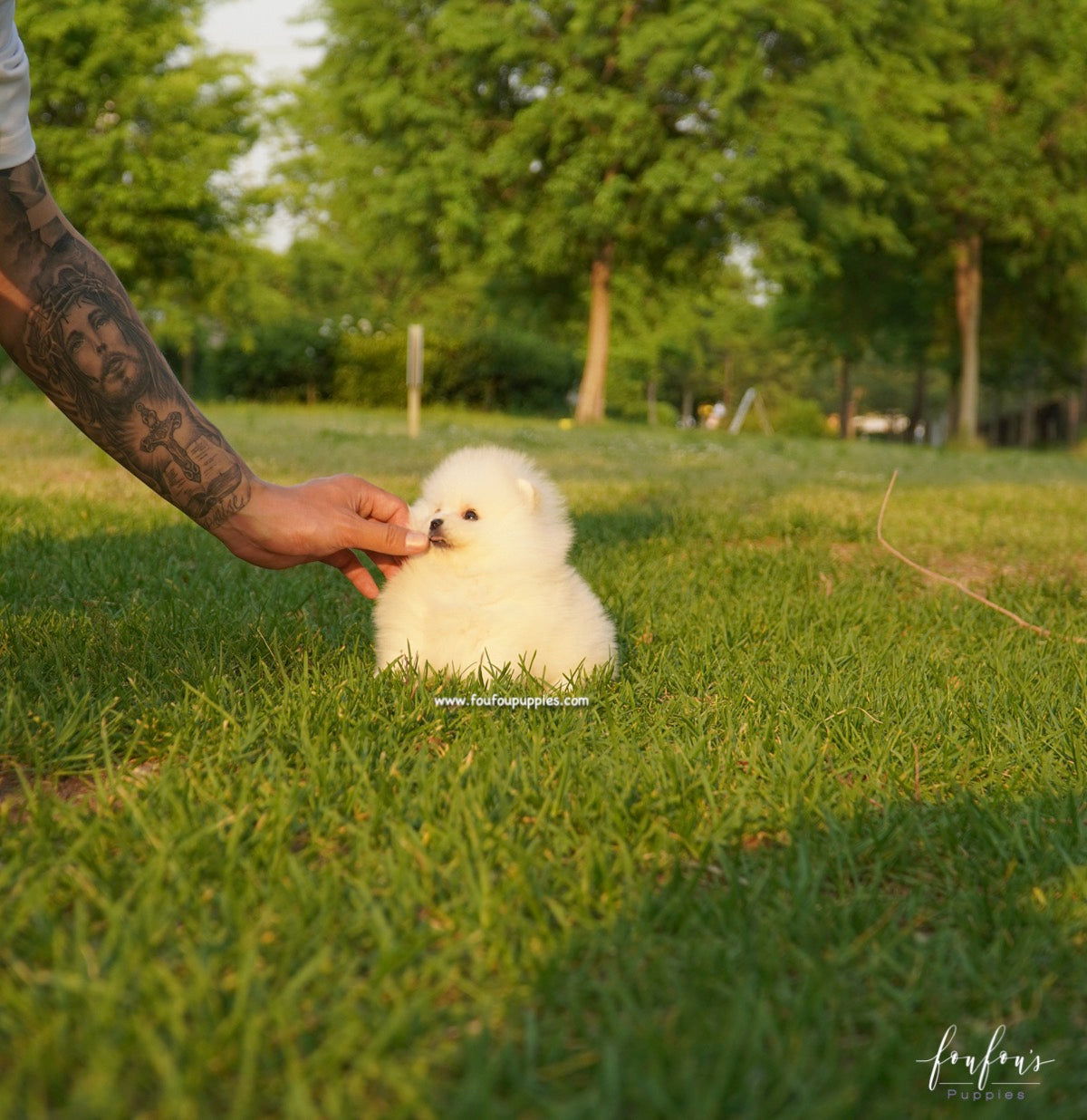 Chanel - Pomeranian F.