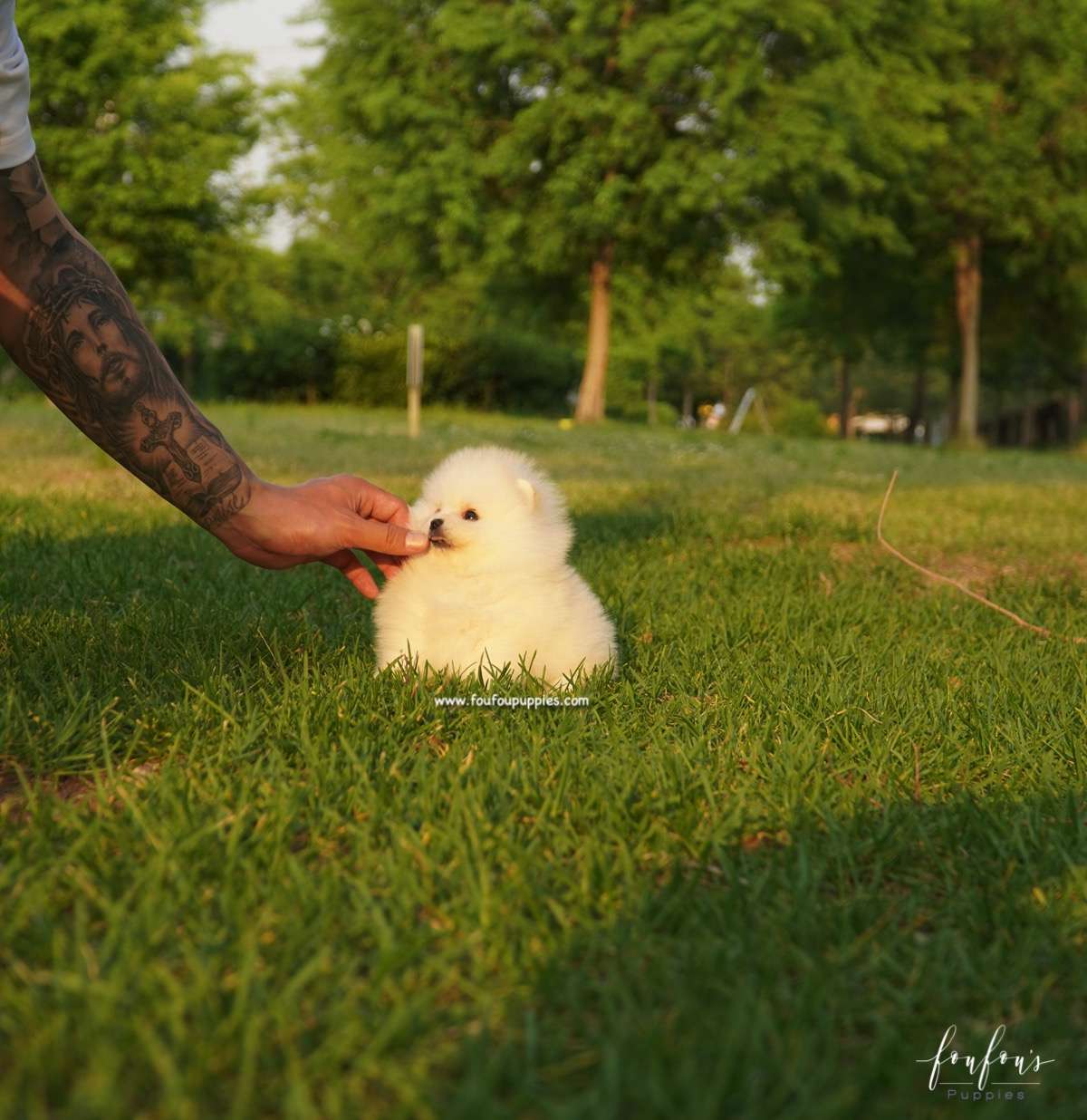 Chanel - Pomeranian F.