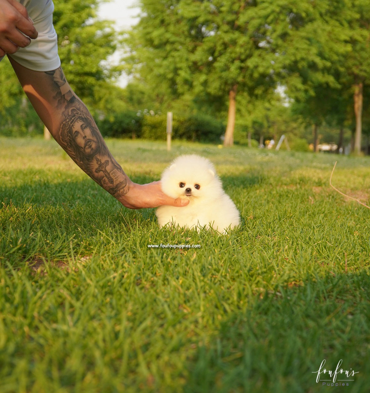 Chanel - Pomeranian F.