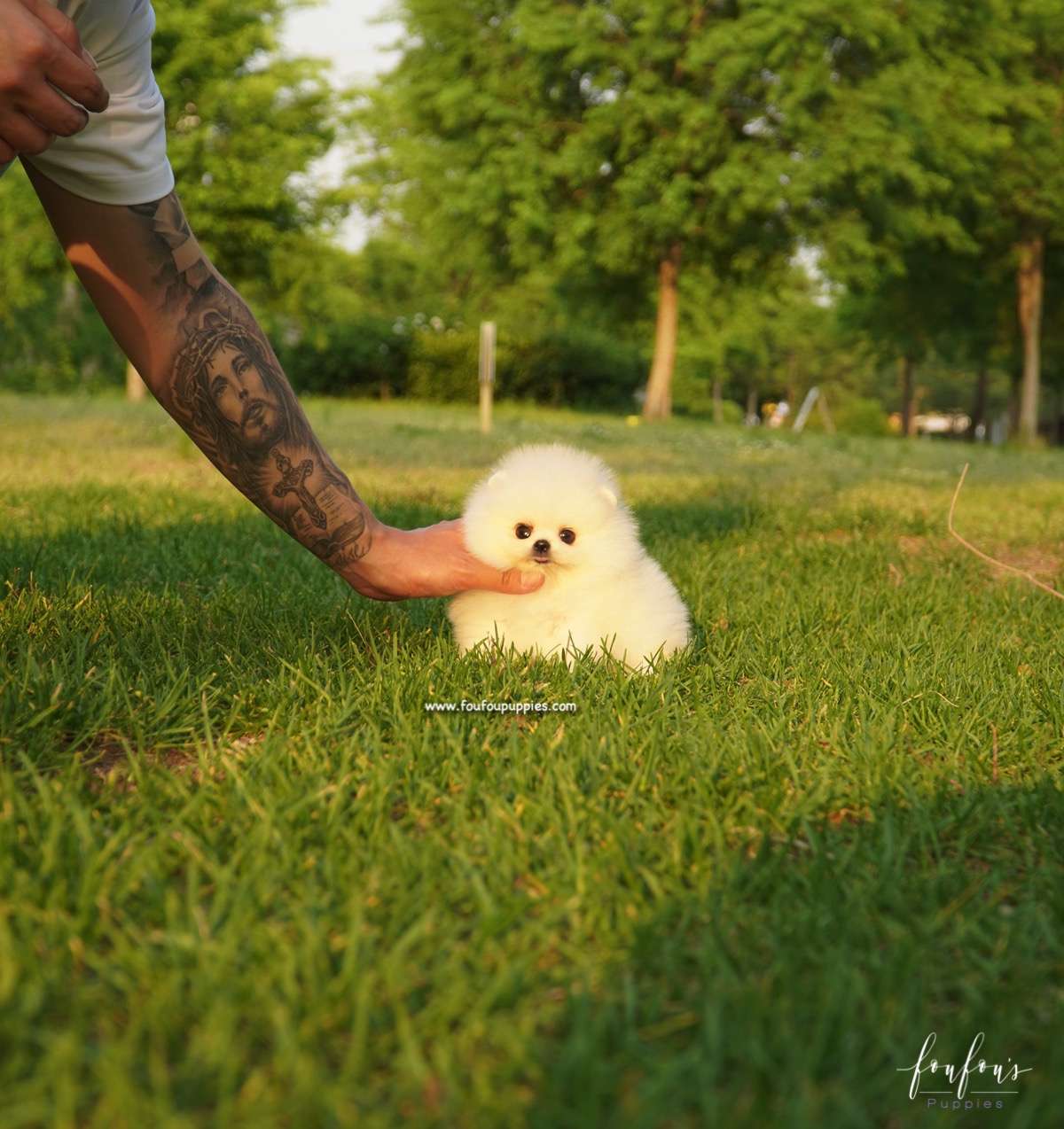 Chanel - Pomeranian F.