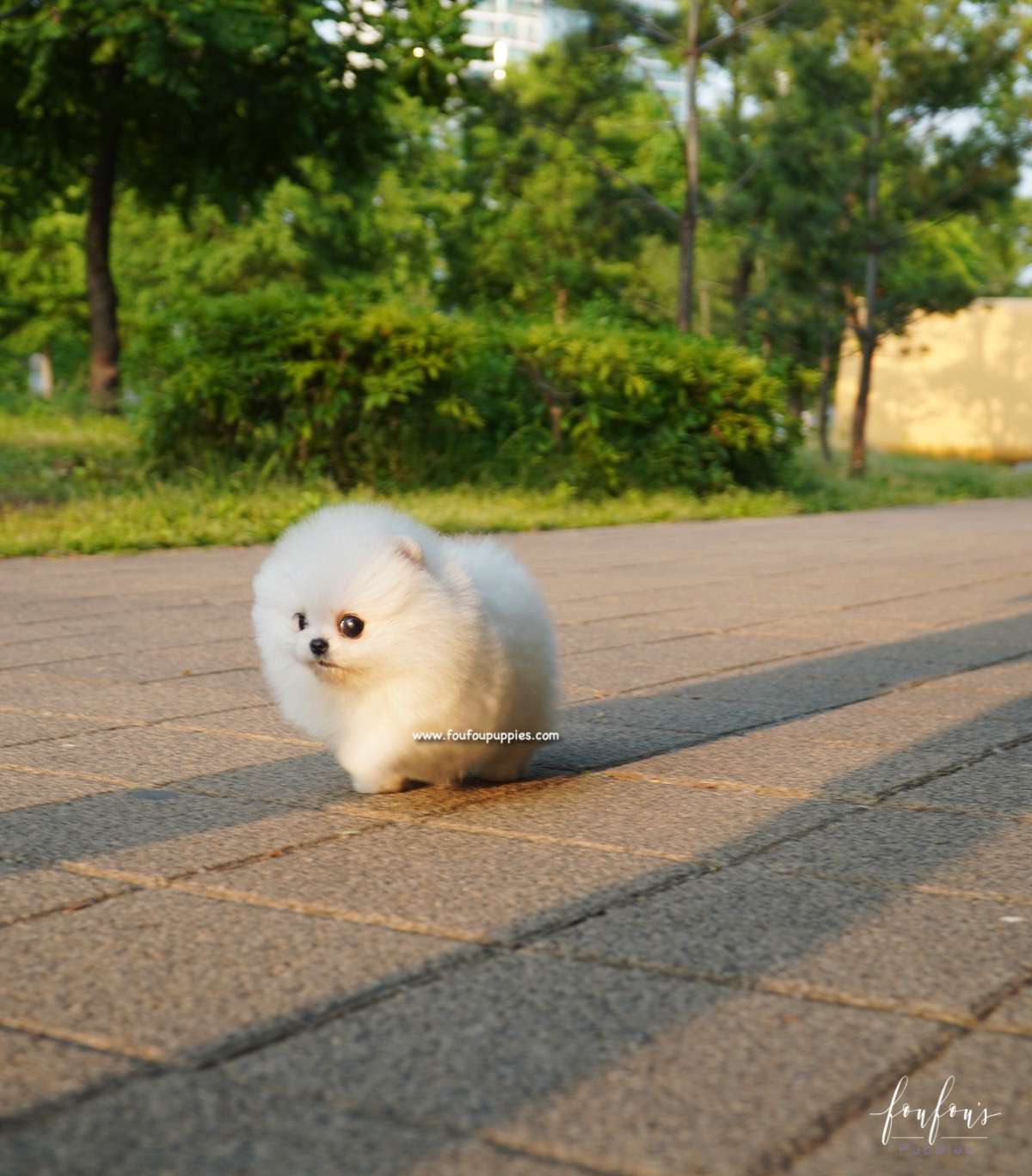 Chanel - Pomeranian F.