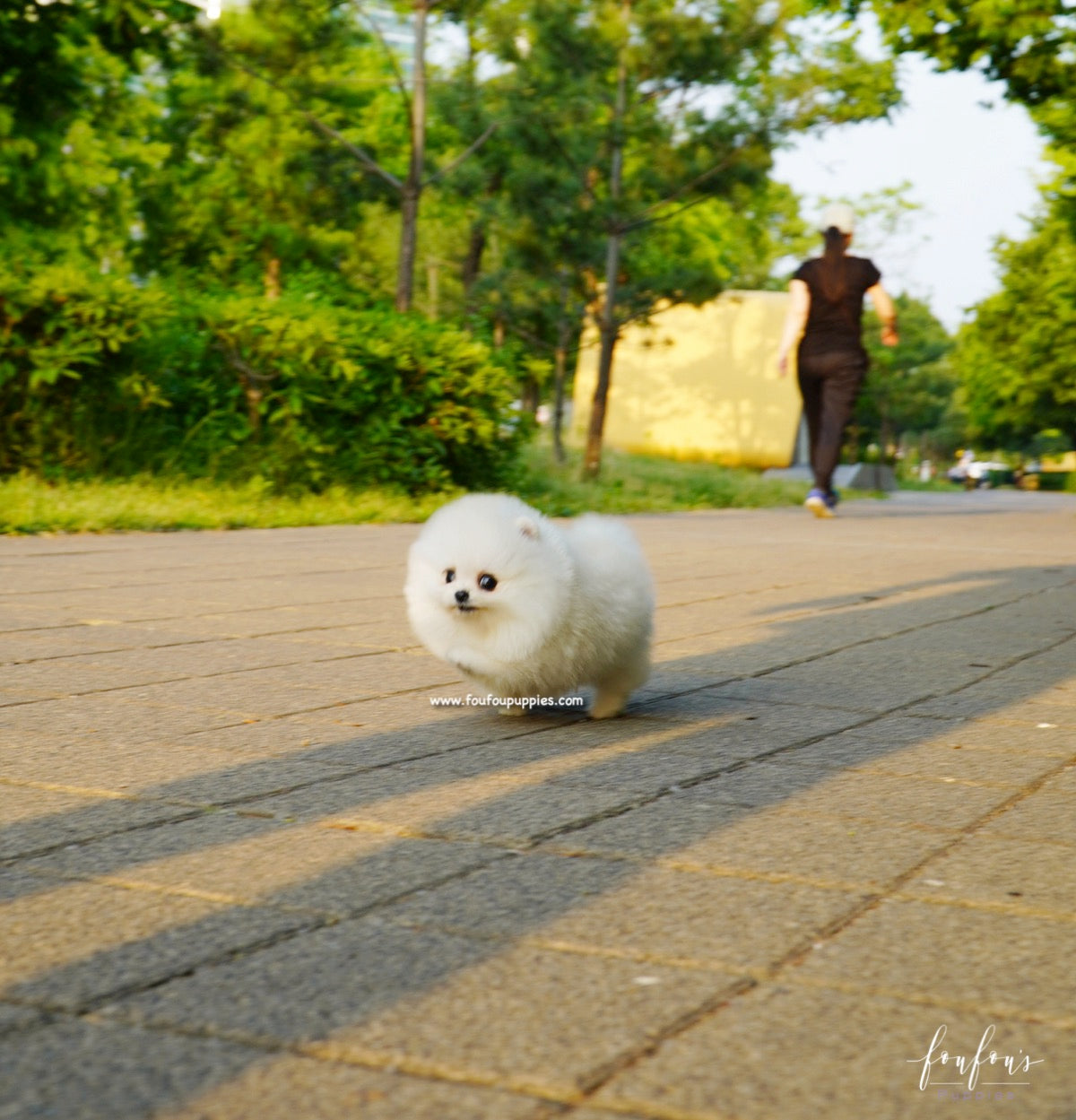 Chanel - Pomeranian F.