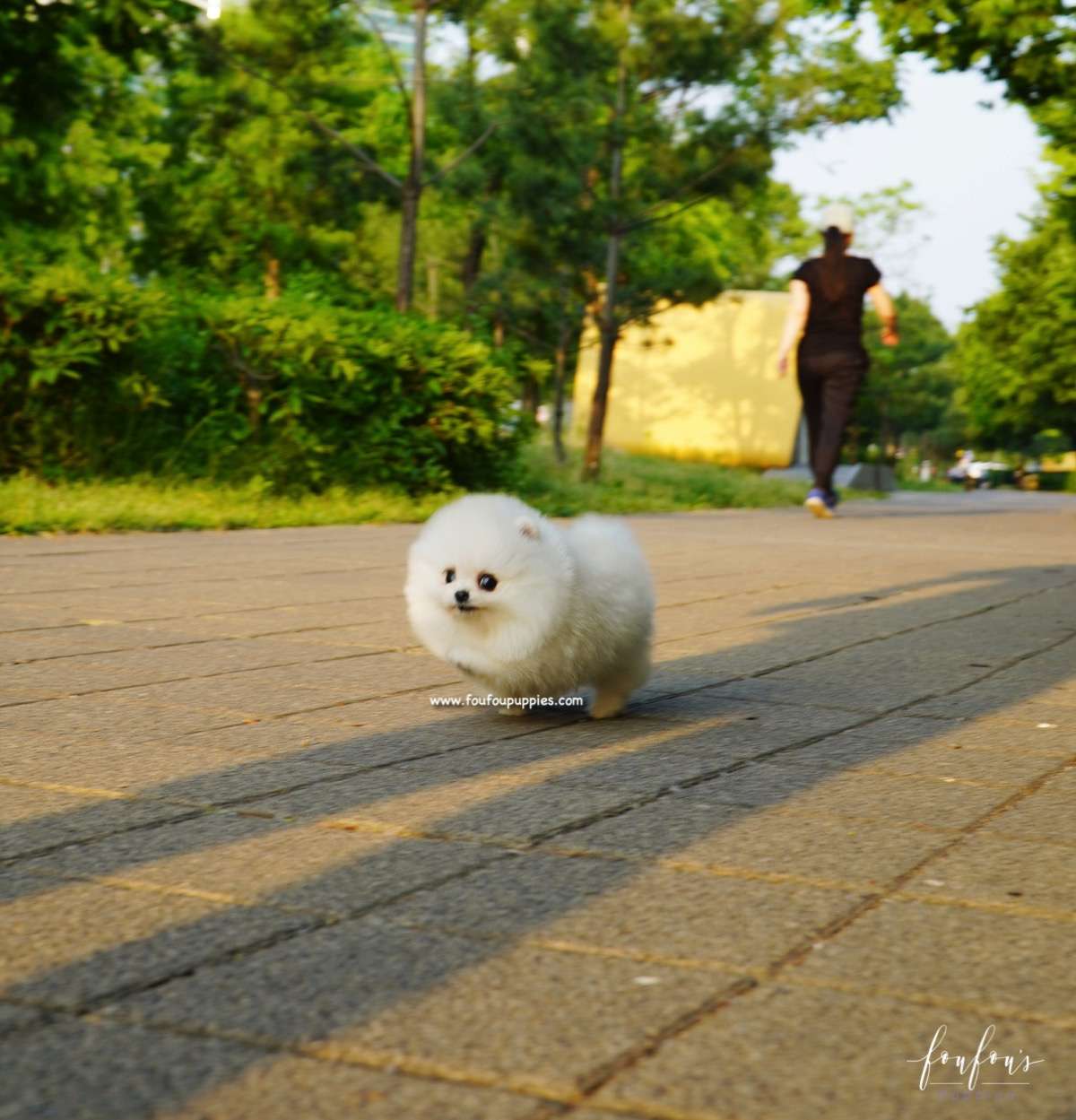Chanel - Pomeranian F.