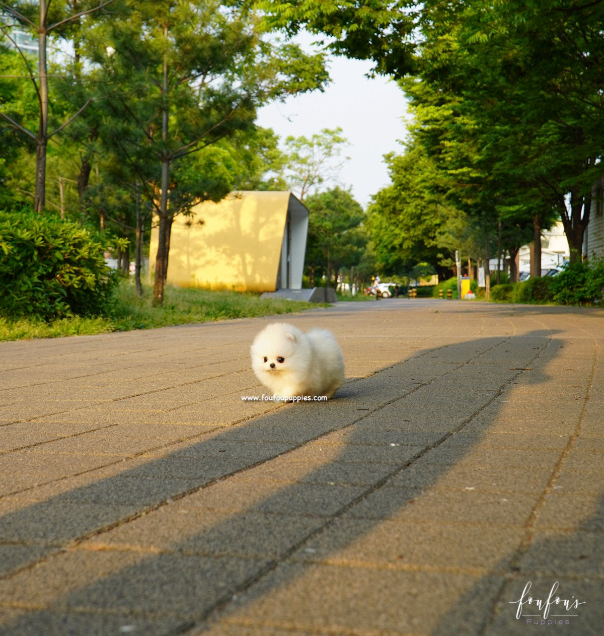 Chanel - Pomeranian F.