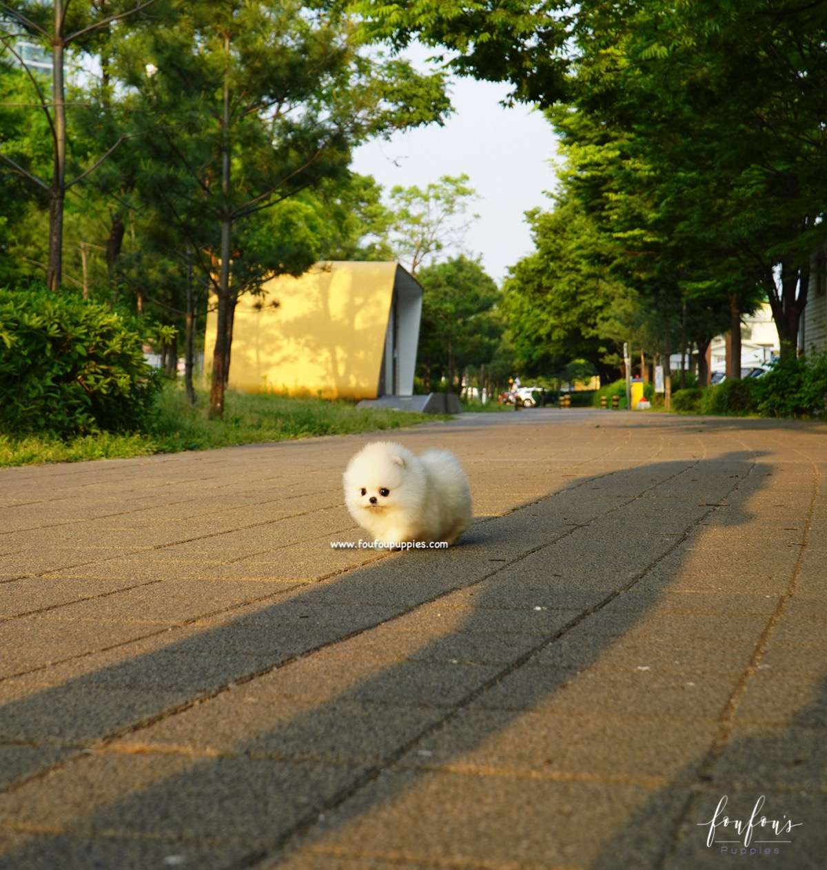 Chanel - Pomeranian F.