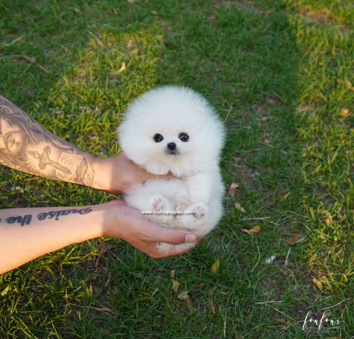 Chanel - Pomeranian F.