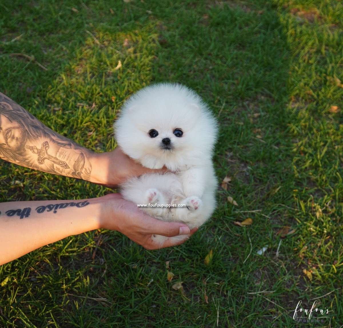 Chanel - Pomeranian F.