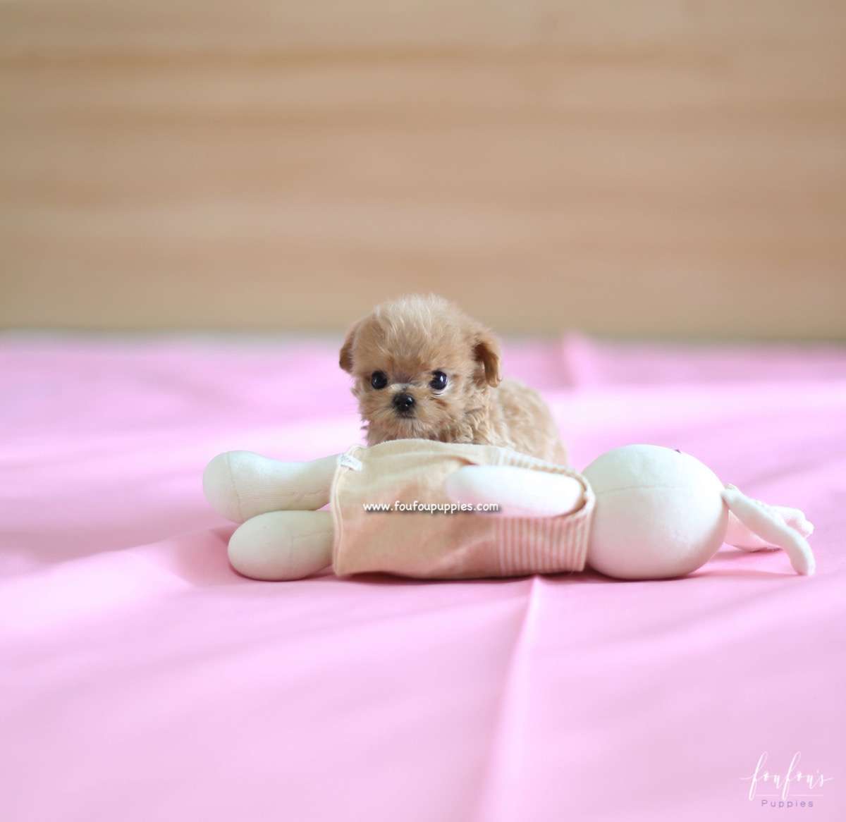Charlie - Maltipoo M.
