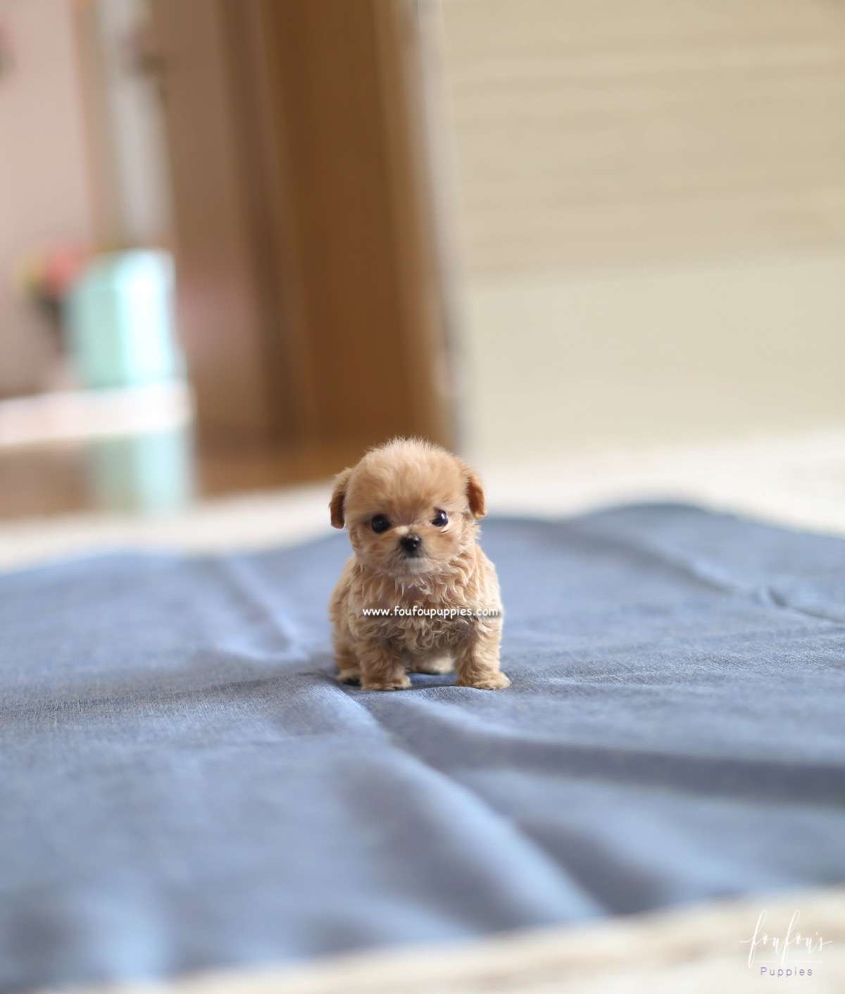 Charlie - Maltipoo M.