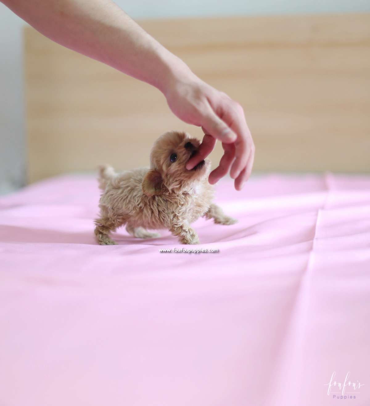 Charlie - Maltipoo M.