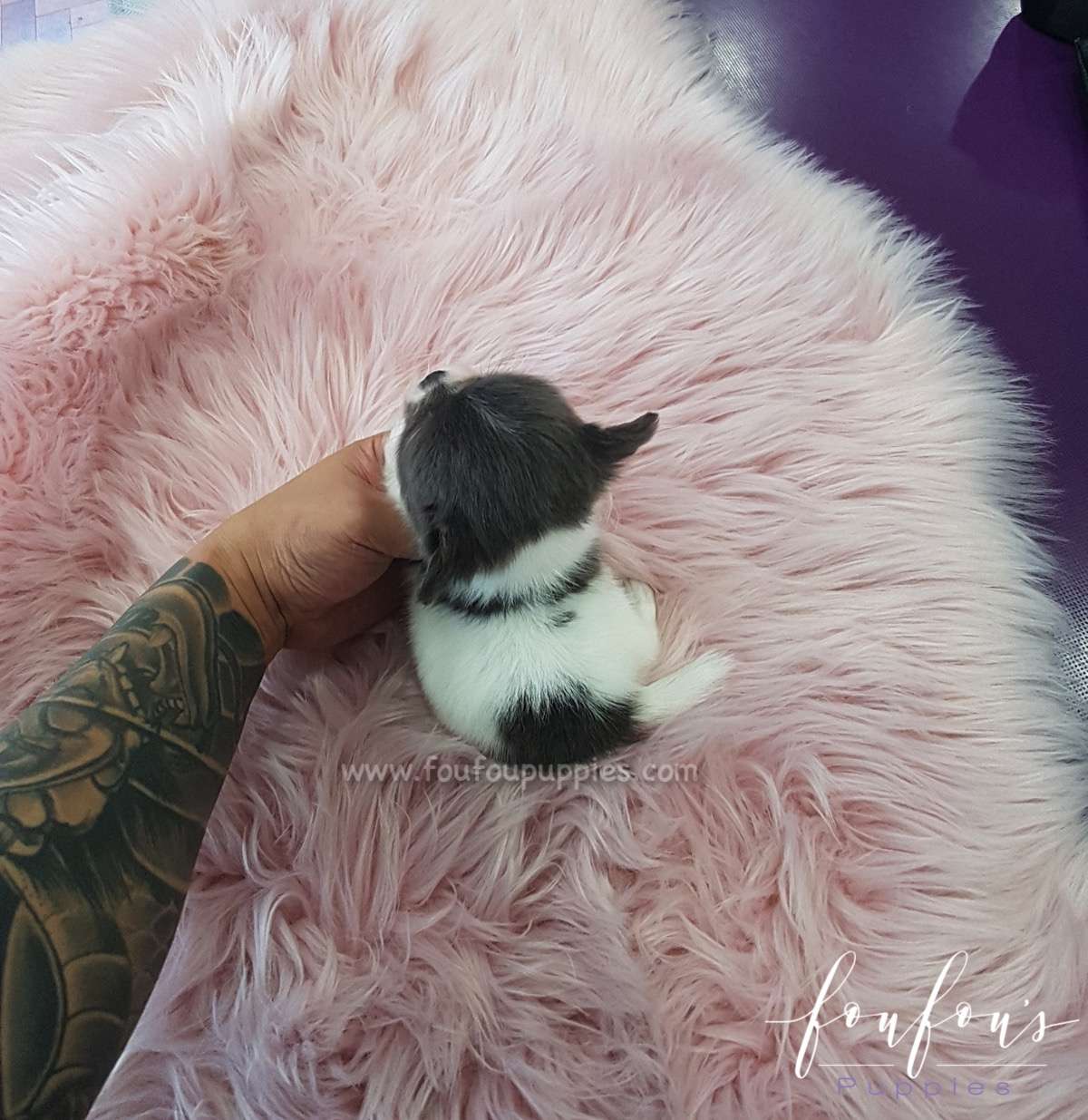Shorty - Chihuahua M.
