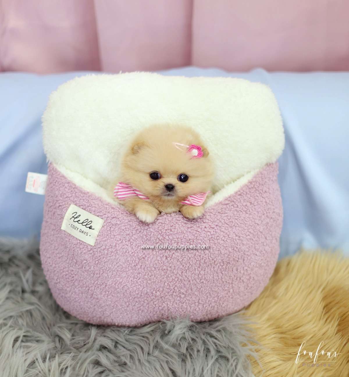 Chia - Pomeranian F.