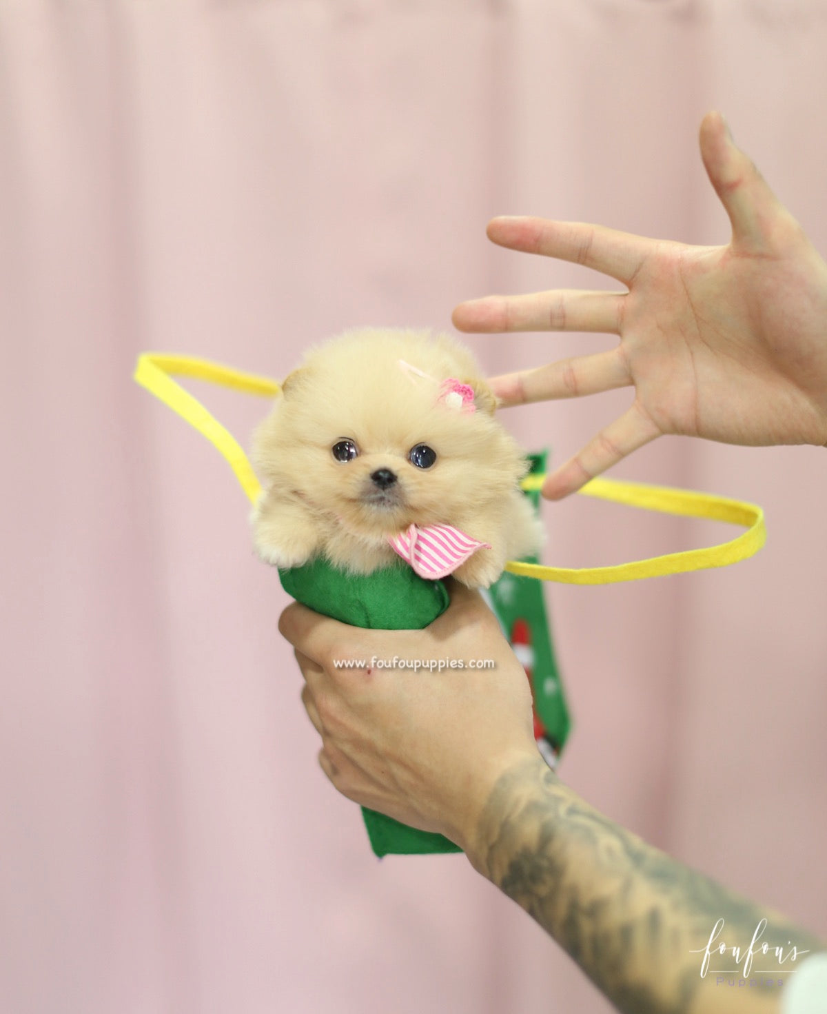 Chia - Pomeranian F.