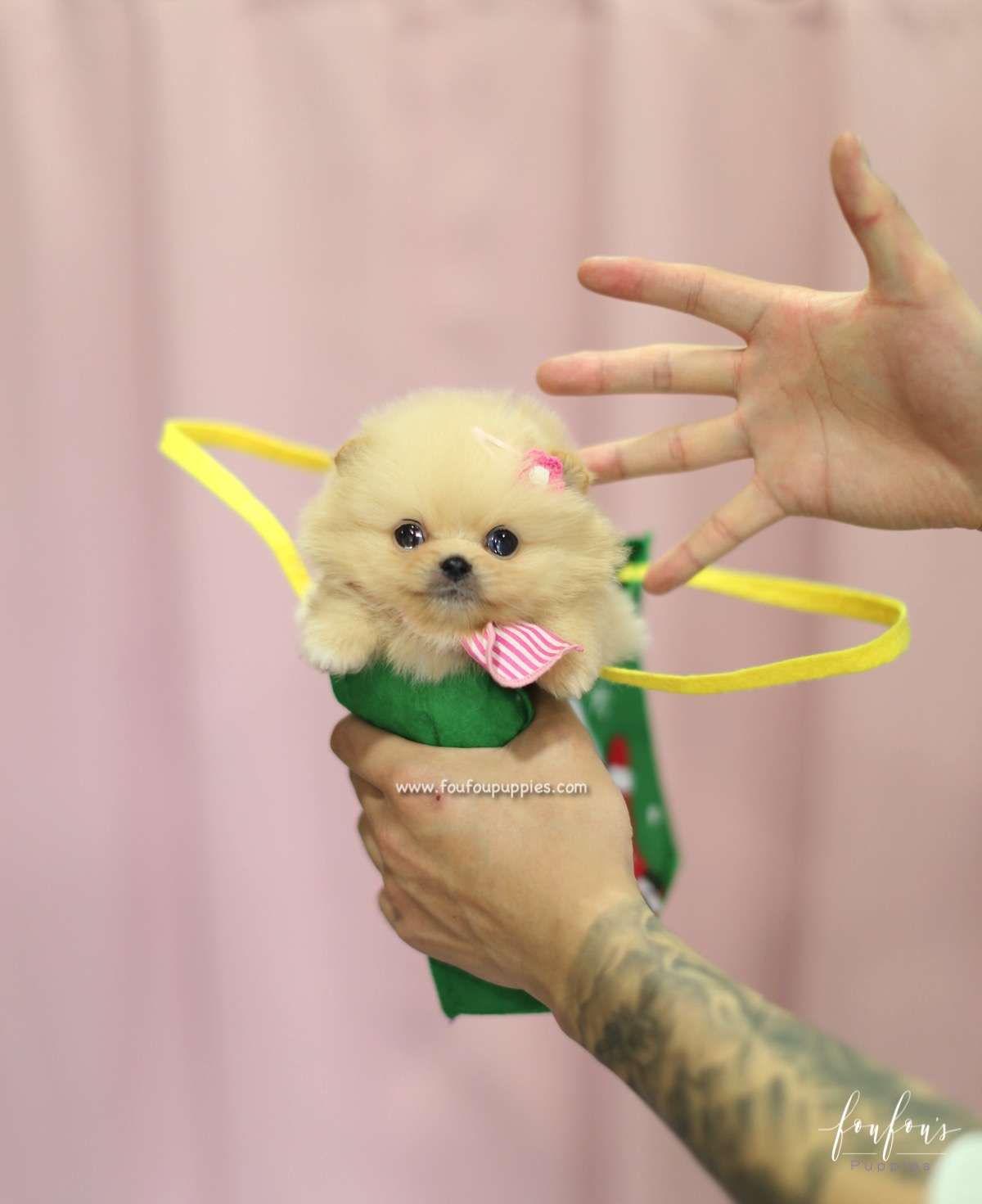 Chia - Pomeranian F.