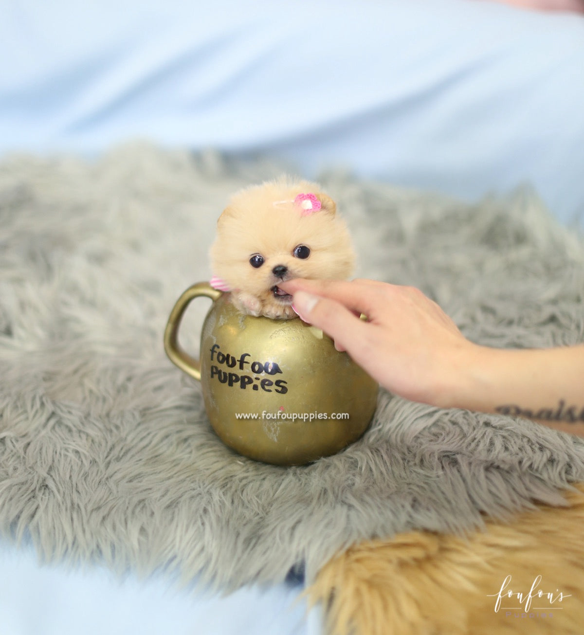 Chia - Pomeranian F.