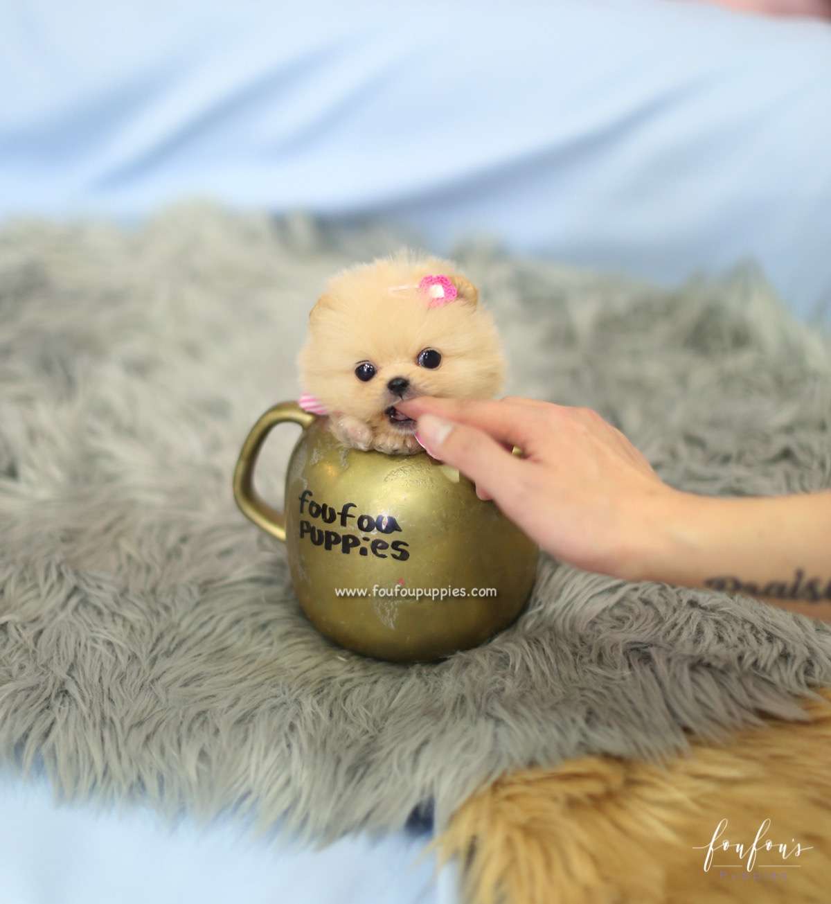 Chia - Pomeranian F.