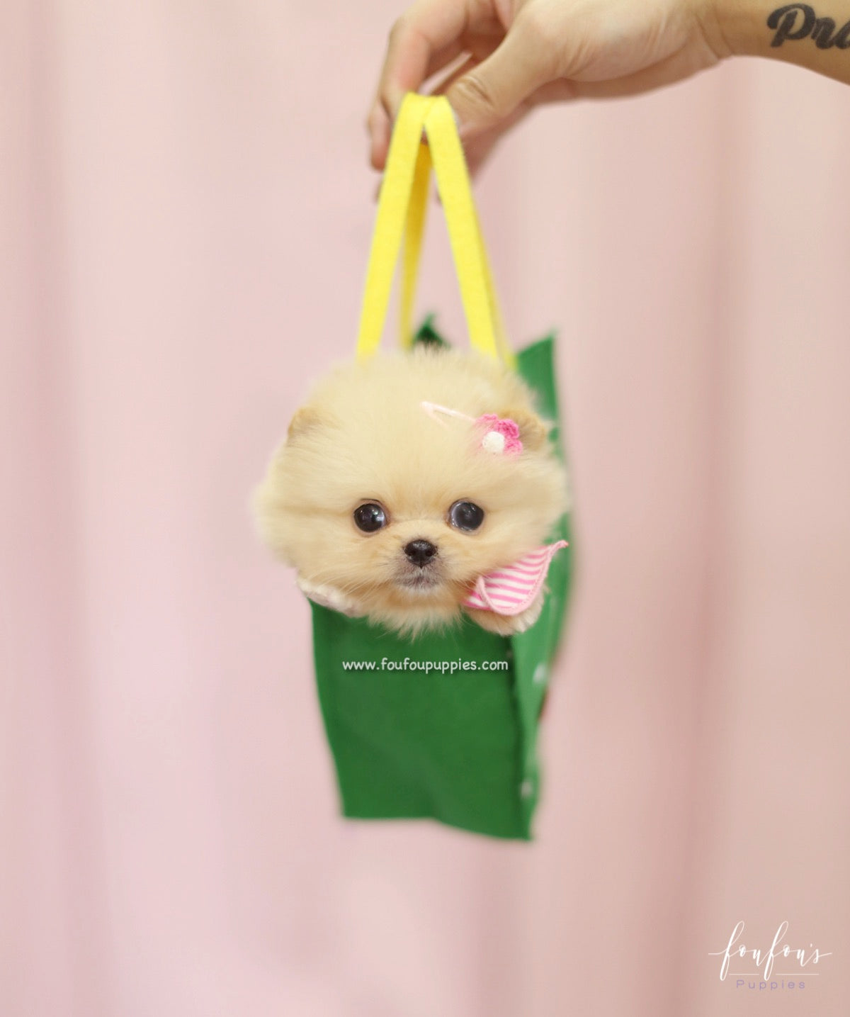 Chia - Pomeranian F.