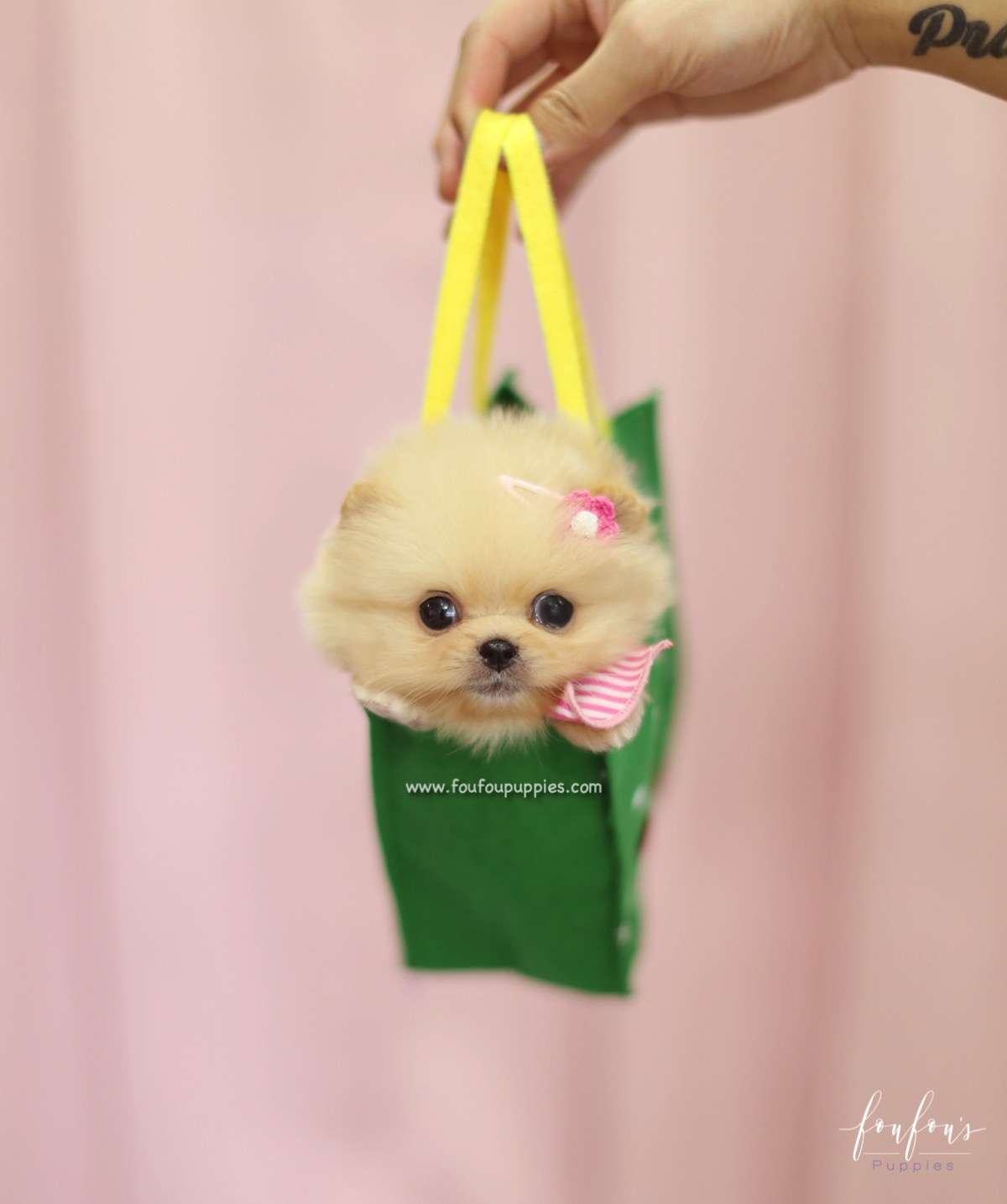 Chia - Pomeranian F.