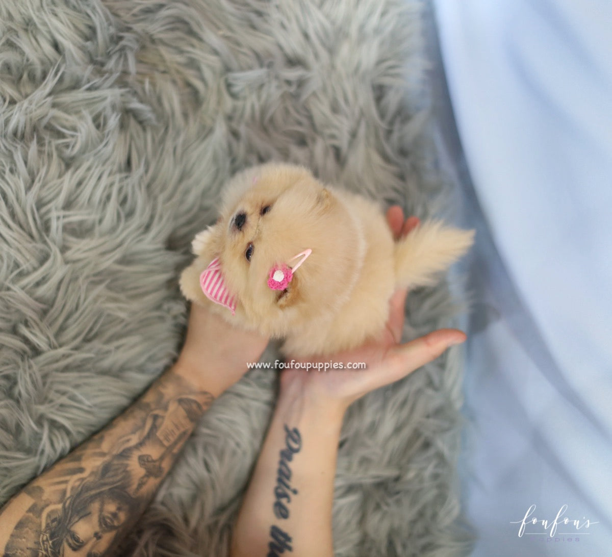 Chia - Pomeranian F.