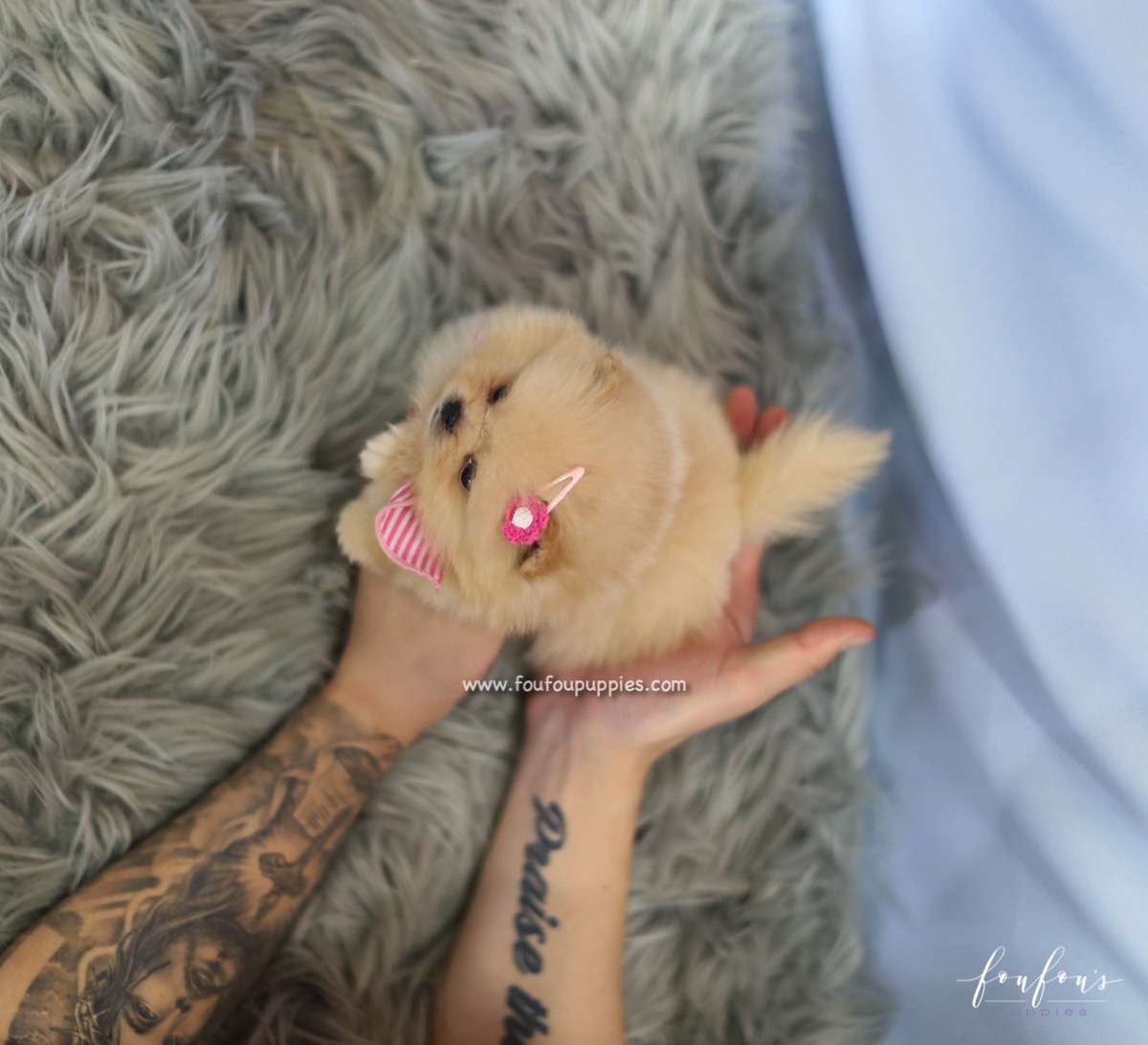 Chia - Pomeranian F.