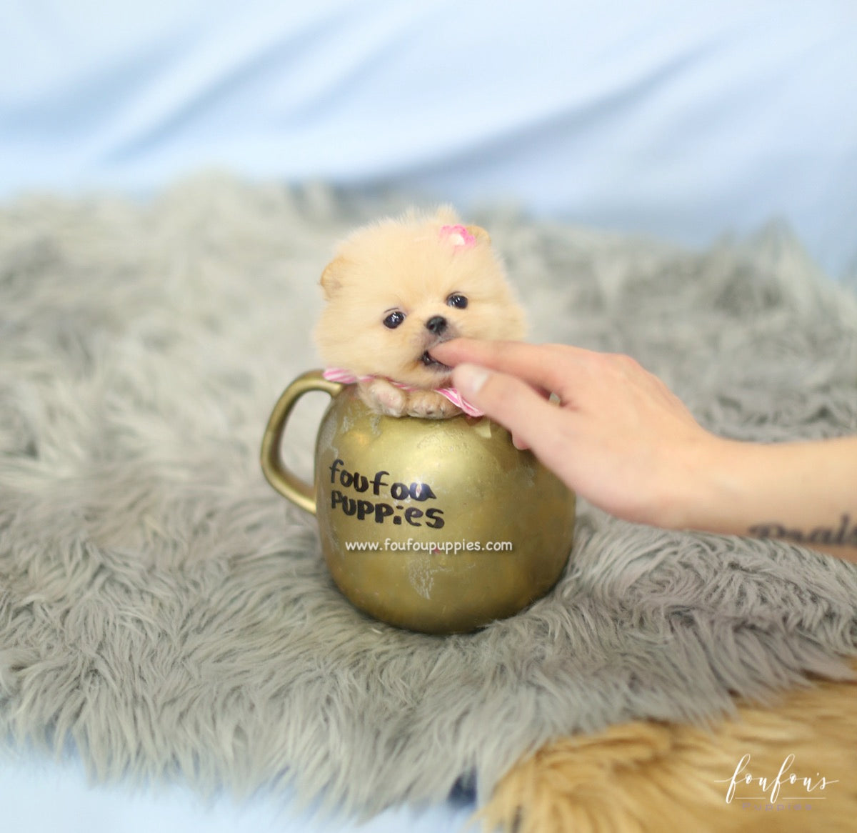 Chia - Pomeranian F.