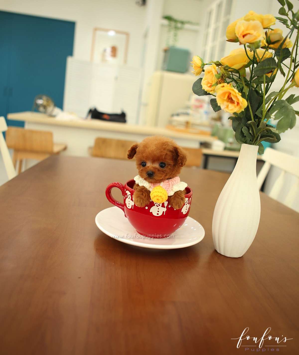 Pooh - Poodle M.