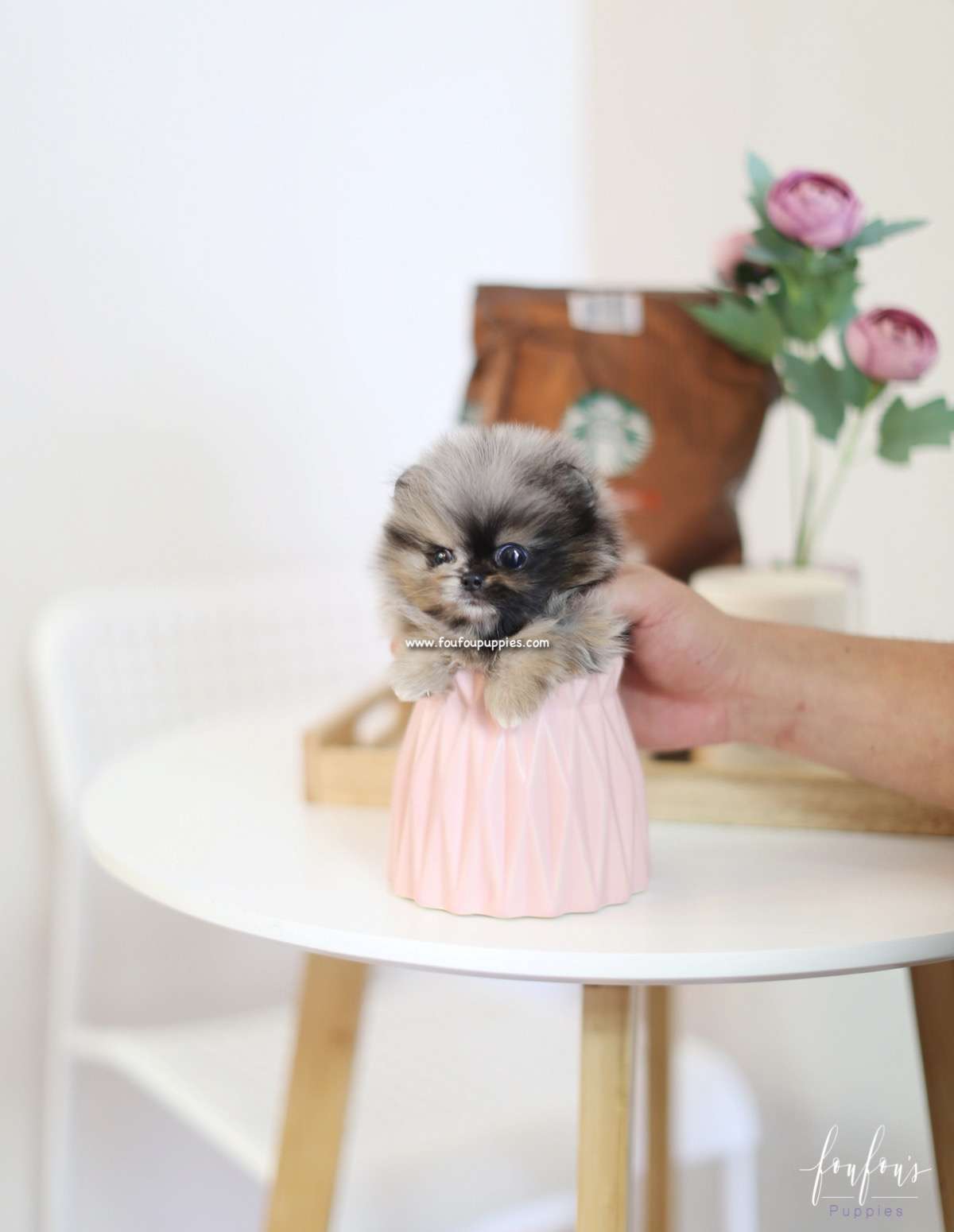 Mowgli - Pomeranian M.