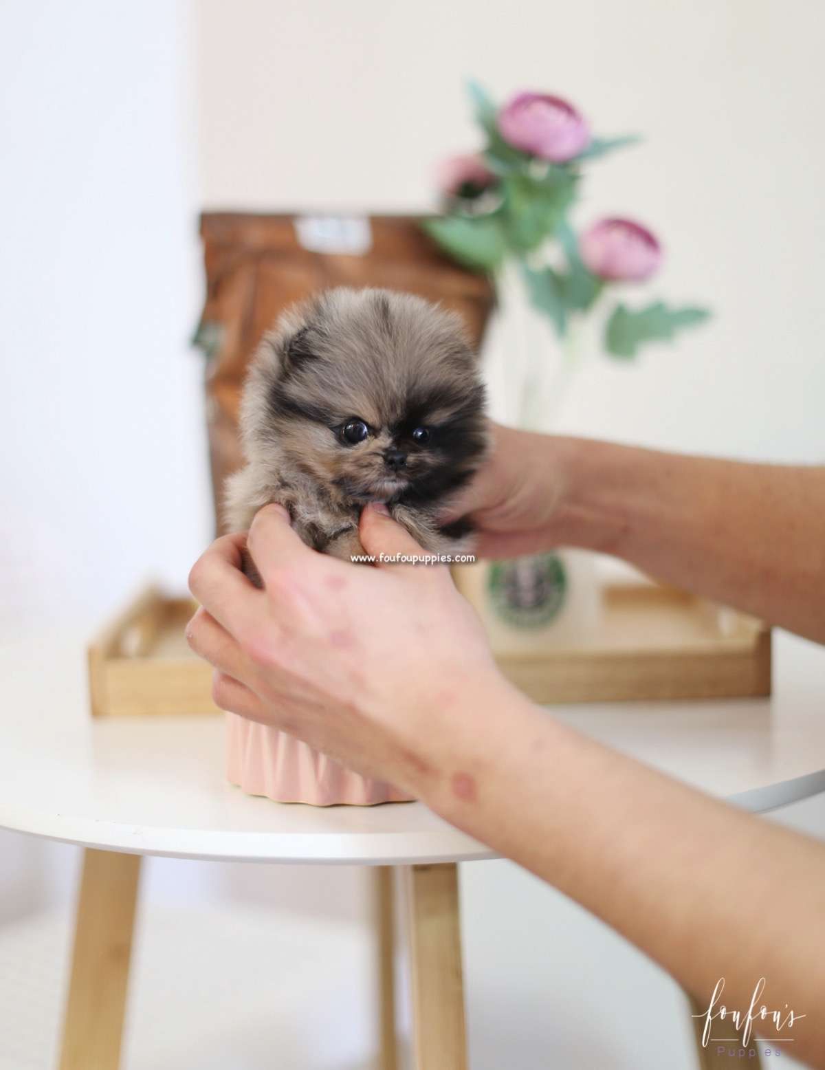 Mowgli - Pomeranian M.